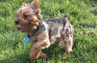 Local dog parks in Madison and St. Clair Counties